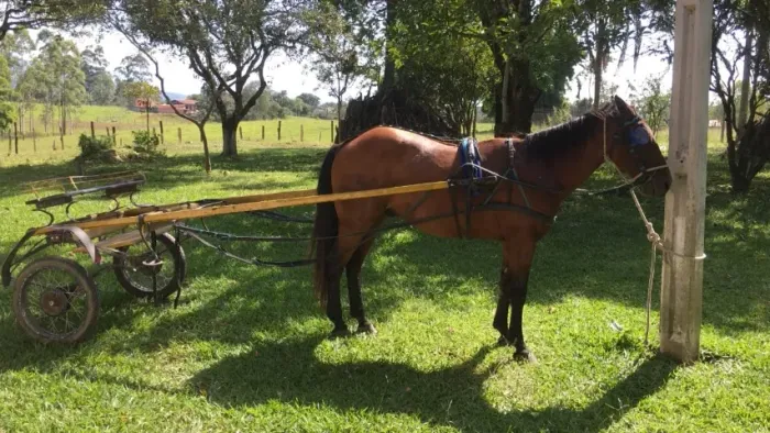 Vende-se Charrete perfeito estado