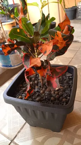 Croton folhas levemente retorcidas coloridas 