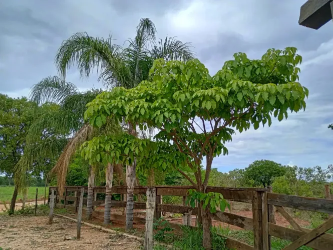 FAZENDINHA pronta. Terra boa e topografia excelente, 1+4= de R$20.000,00 mais parcelas