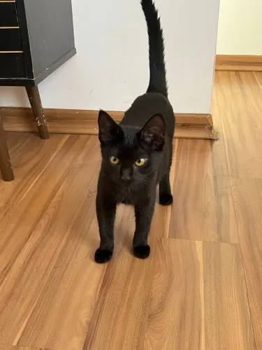 Gatinha super dócil