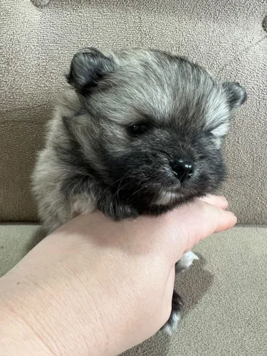 Lulu da Pomerânia 