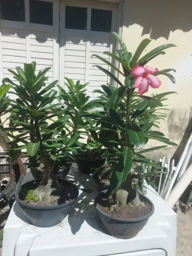 Rosa do deserto
