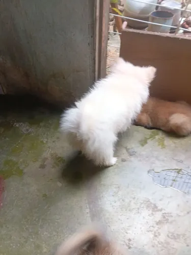 Branquinha lulu da Pomerânia. 