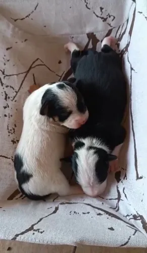 Pinsher zero lindos filhotes 