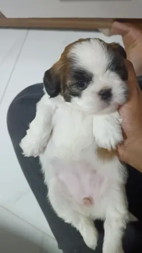 Filhote cachorra shitus 