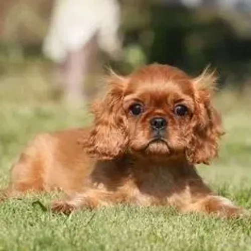 Cavalier King Charles Spaniel,Cavalier King Charles Spaniel Filhote Selecionado Alta Proce