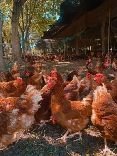 Galinhas e frangas embrapa 51 em postura 