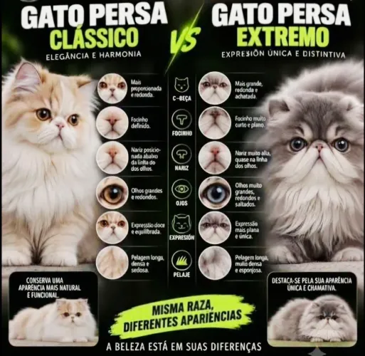 Belos Persas Disponiveis Com Pedigree