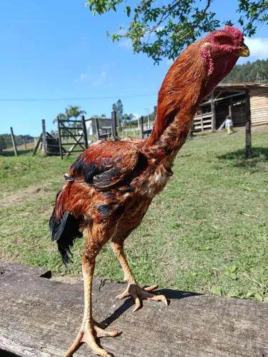 Índio gigante