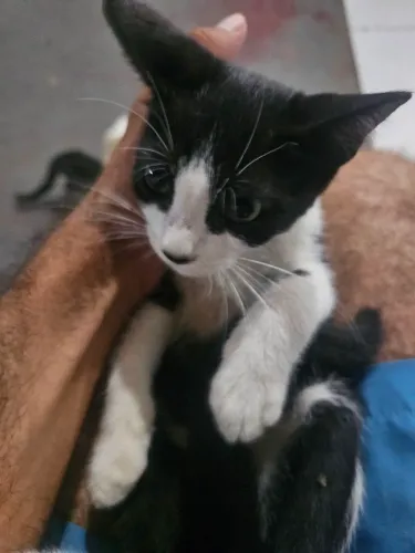 Gatinho para doação