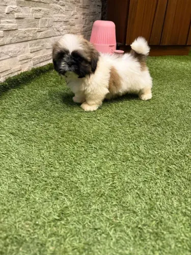Shih Tzu maravilhosa