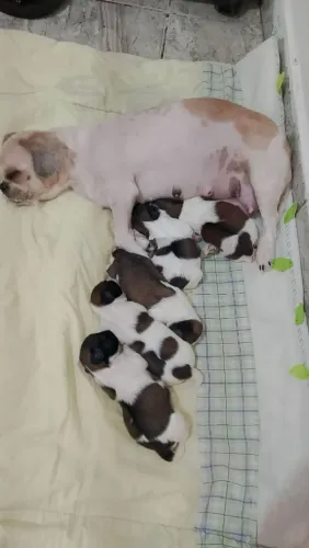Doação Filhote de Shih Tzu
