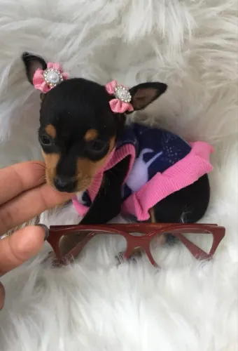 Pinscher - filhote machos e fêmeas ¿ mini