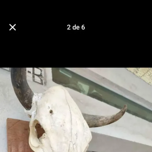 Crânio de boi..