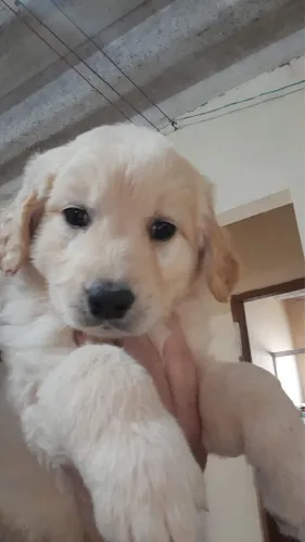 FILHOTES GOLDEN RETRIEVER