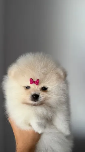 Filhotes de Spitz alemão / Lulu da pomerania 