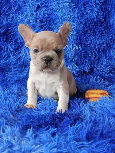 Bulldog francês exóticos top