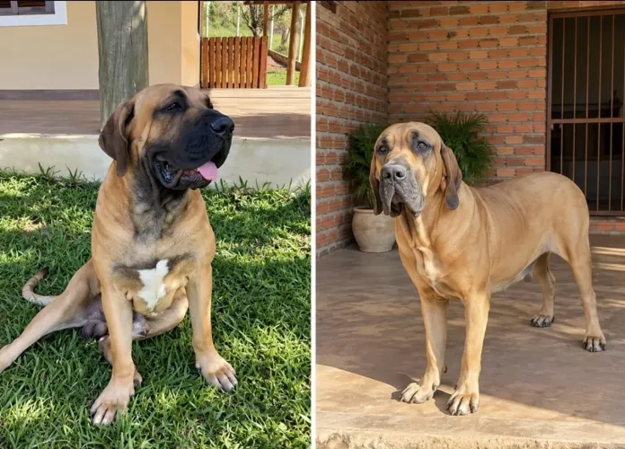 Filhotes Fila Brasileiro