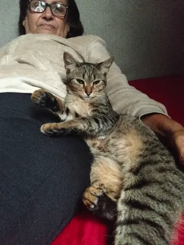 Doação de um gato filhote não é de Raça motivo sem condições pra cuidar