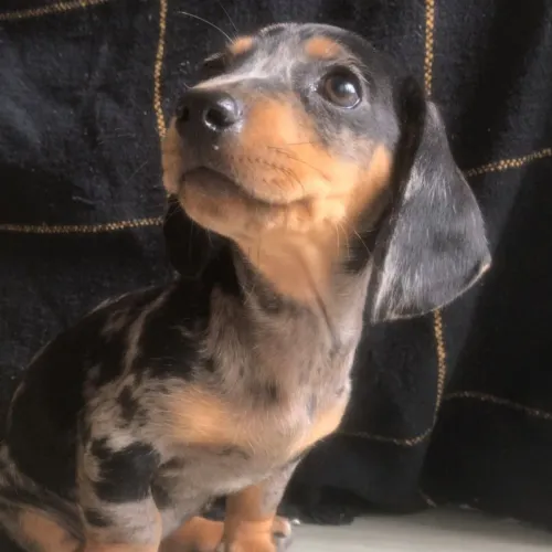 Basset dachshund filhotes