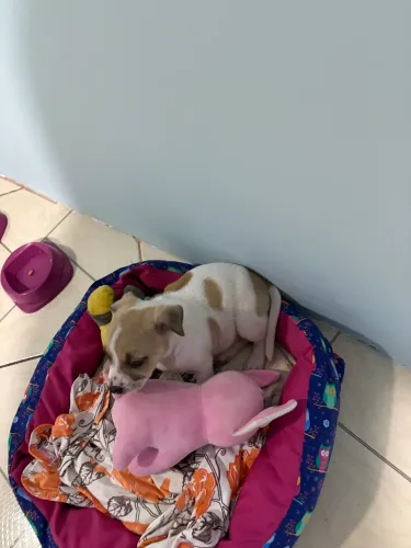 Filhote de american bully/pitbull