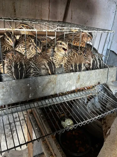 Codornas Gigante em produção