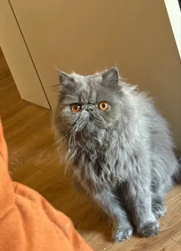 Gato persa puro para acasalamento