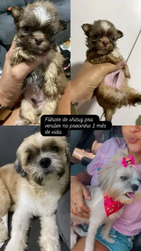 Cachorrinho com 1 mês de vida pra vender logo 