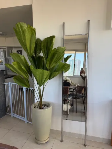 Planta Palmeira Leque (Licuala grandis)