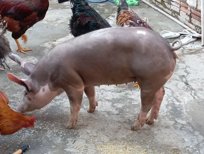 Leitoa Pietran