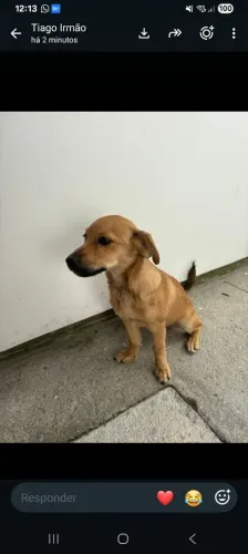 DOA-SE CADELINHA 6 MESES