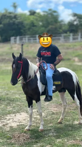 Cavalo Mangalarga Marchador
