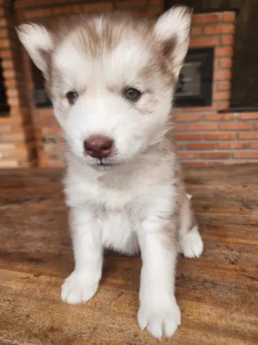 Filhotes de Husky Siberiano 
