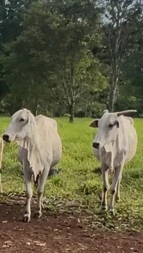2 vacas Nelore  e 2 bezerros Nelore 