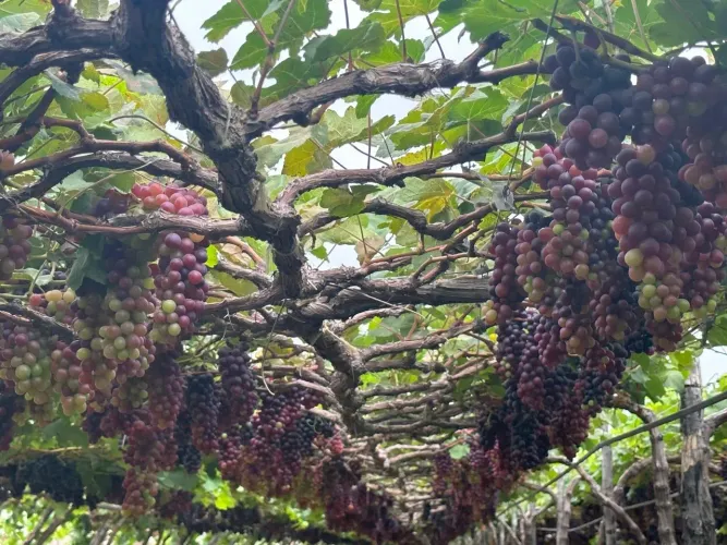 Bela Fazenda de Uva em Petrolina/PE.  19,3 hectares