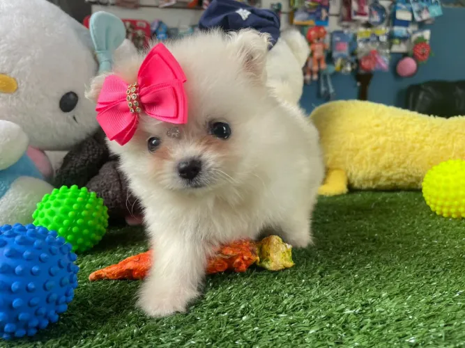 Spitz alemão fêminha uma princesa 
