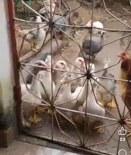 Vendo patos adultos/filhotes