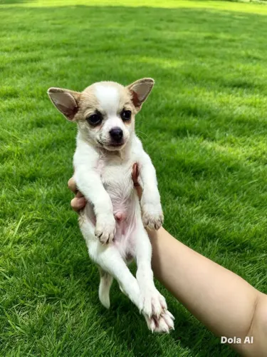 Chihuahua filhote macho 