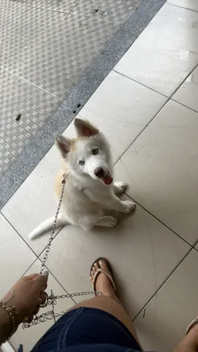 Husky siberiano fêmea 