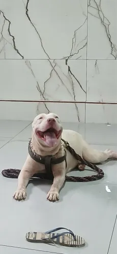 Pitt bull