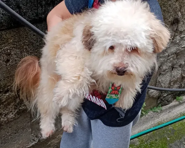 Cachorro poodle