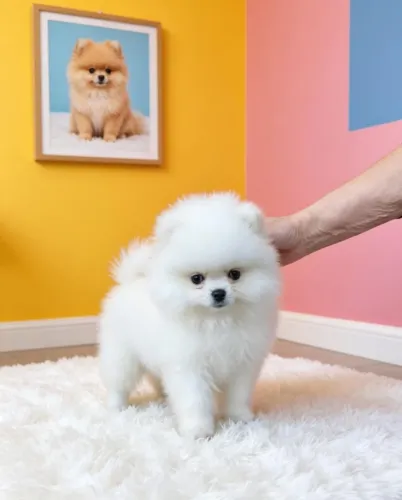 Spitz Alemão Mini de Qualidade