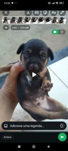 Pincher puro pai e mãe n1