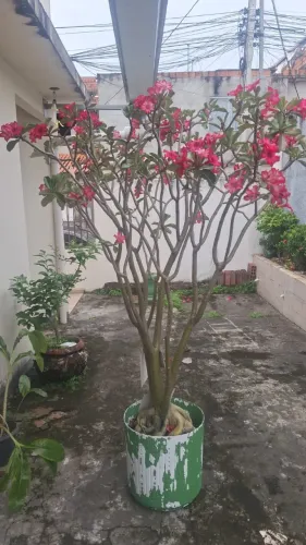 Rosa do Deserto
