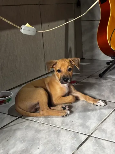 ADOÇÃO RESPONSÁVEL 