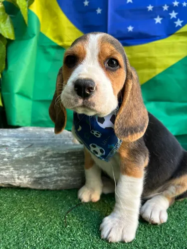 Beagle Tricolor