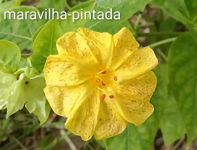 Jardim Planta Maravilha amarela