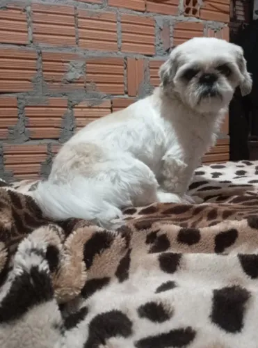 Macho dócil 