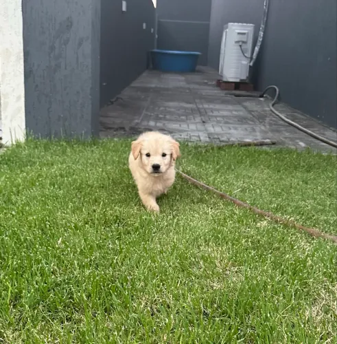 Golden Retriver