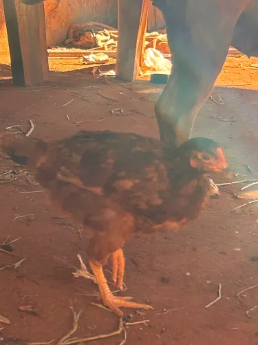 Galinha embrapa 051